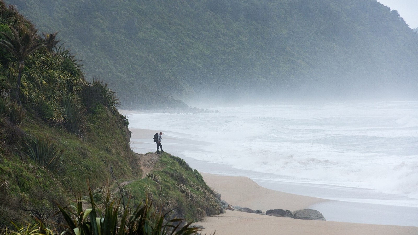 A tramper standing on a bluff above a misty beach with big surf, among flax and nīkau palms