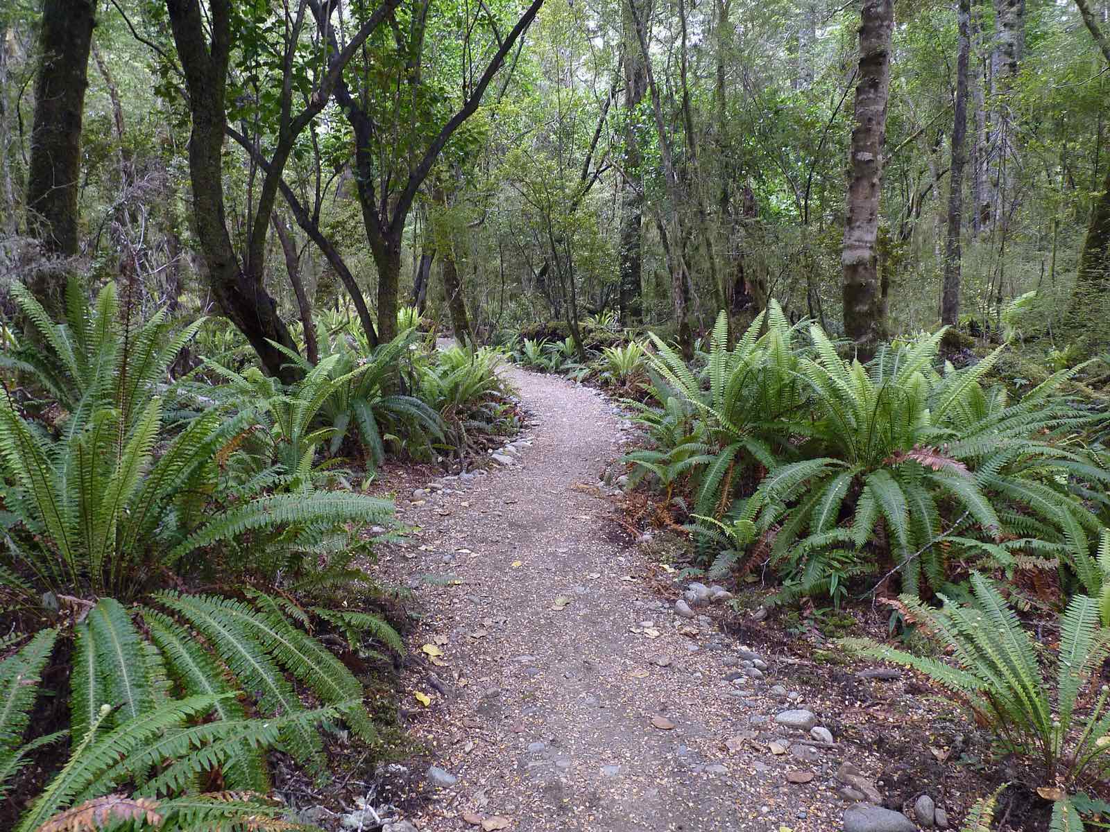 A dirt path through forest lined with large ferns