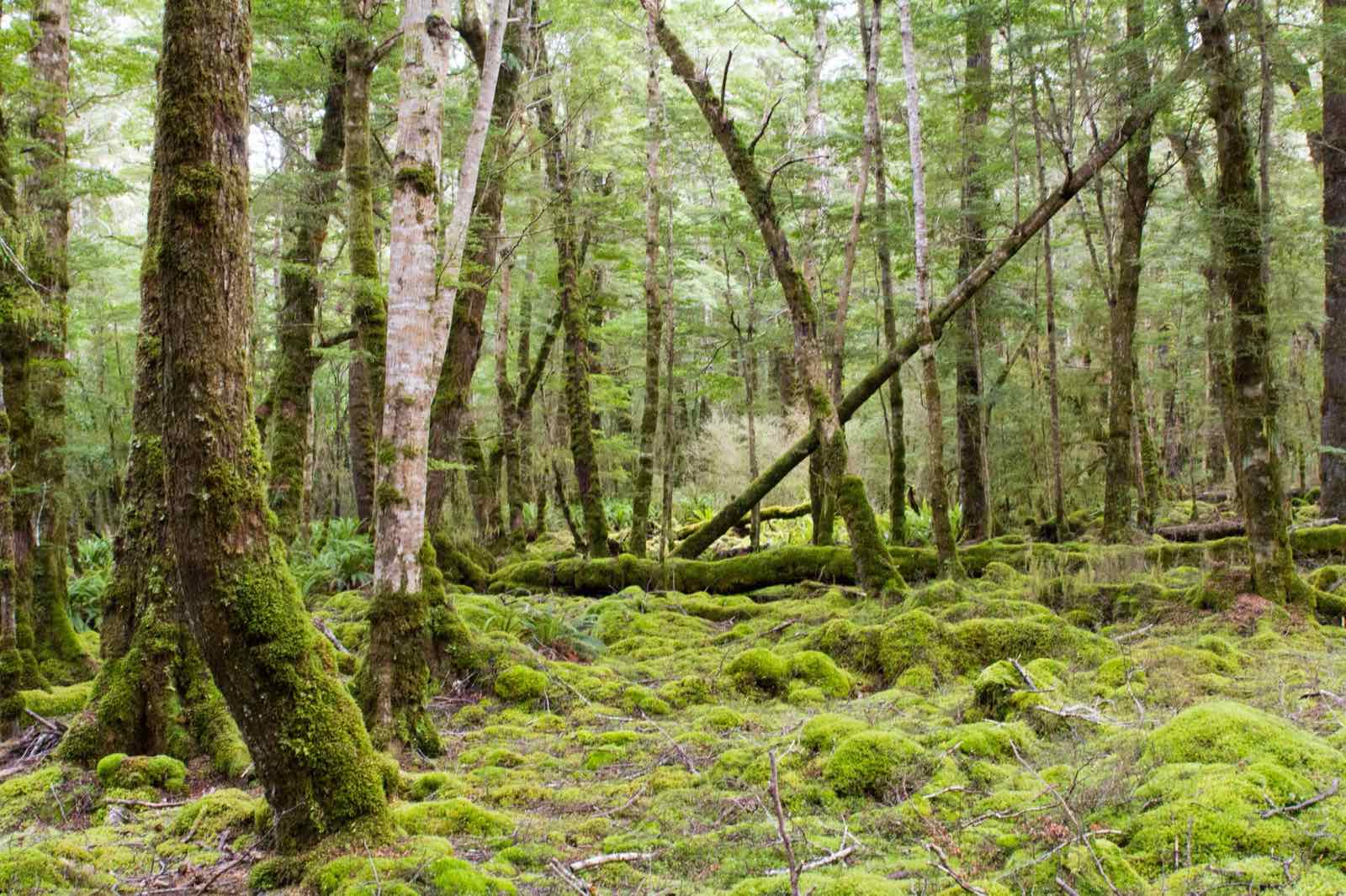 Moss-covered forest floor among tall beech trees