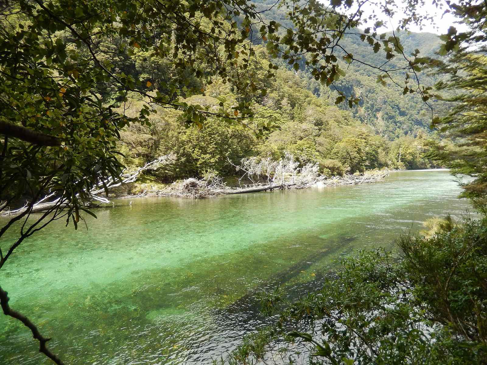 Clear green water of the Clinton River seen through the trees